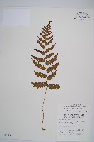 假蹄蓋蕨、東洋蹄蓋蕨藏品圖，第1張