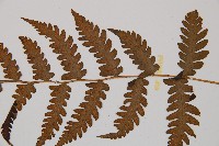 假蹄蓋蕨、東洋蹄蓋蕨藏品圖，第3張