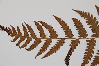 假蹄蓋蕨、東洋蹄蓋蕨藏品圖，第4張