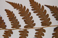 假蹄蓋蕨、東洋蹄蓋蕨藏品圖，第5張