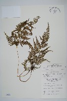 粗毛金星蕨藏品圖，第1張