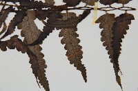 毛柄短腸蕨藏品圖，第3張