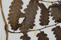 毛柄短腸蕨藏品圖，第4張