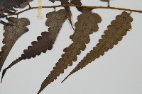 毛柄短腸蕨藏品圖，第5張