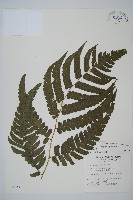 毛柄短腸蕨藏品圖，第1張