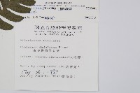 毛柄短腸蕨藏品圖，第2張