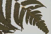 毛柄短腸蕨藏品圖，第3張