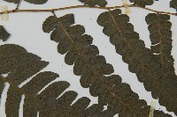 毛柄短腸蕨藏品圖，第4張