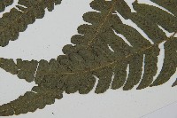 毛柄短腸蕨藏品圖，第5張