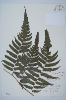 毛柄短腸蕨藏品圖，第1張