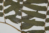 毛柄短腸蕨藏品圖，第5張