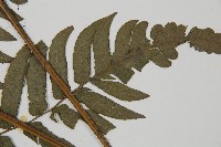 毛柄短腸蕨藏品圖，第3張