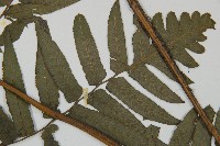 毛柄短腸蕨藏品圖，第4張