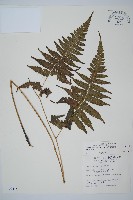 毛柄短腸蕨藏品圖，第1張