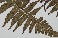 毛柄短腸蕨藏品圖，第3張