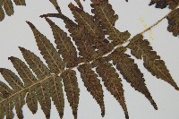 毛柄短腸蕨藏品圖，第4張