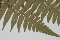 毛柄短腸蕨藏品圖，第3張