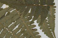 毛柄短腸蕨藏品圖，第4張