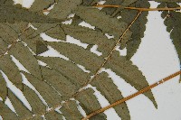 毛柄短腸蕨藏品圖，第5張