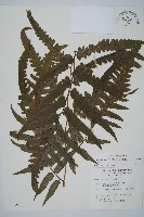 毛柄短腸蕨藏品圖，第1張