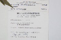 毛柄短腸蕨藏品圖，第2張