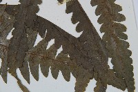 毛柄短腸蕨藏品圖，第3張