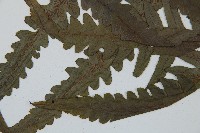 毛柄短腸蕨藏品圖，第4張