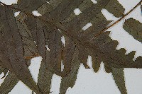 毛柄短腸蕨藏品圖，第5張