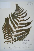 毛柄短腸蕨藏品圖，第1張