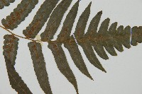 毛柄短腸蕨藏品圖，第3張