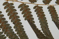 毛柄短腸蕨藏品圖，第4張