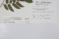 毛柄短腸蕨藏品圖，第2張