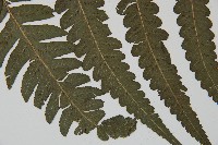 毛柄短腸蕨藏品圖，第3張