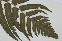 毛柄短腸蕨藏品圖，第4張