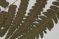 毛柄短腸蕨藏品圖，第5張