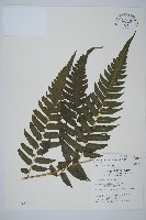 毛柄短腸蕨藏品圖，第1張