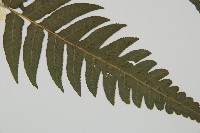 毛柄短腸蕨藏品圖，第3張