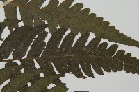 毛柄短腸蕨藏品圖，第4張