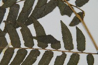 毛柄短腸蕨藏品圖，第5張