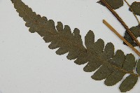 毛柄短腸蕨藏品圖，第3張