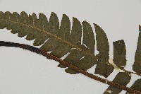 毛柄短腸蕨藏品圖，第4張