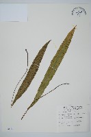 單葉雙蓋蕨藏品圖，第1張