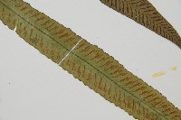 單葉雙蓋蕨藏品圖，第3張