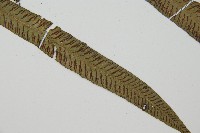 單葉雙蓋蕨藏品圖，第3張