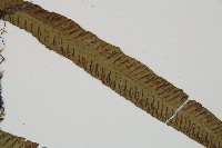 單葉雙蓋蕨藏品圖，第4張