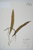 單葉雙蓋蕨藏品圖，第1張