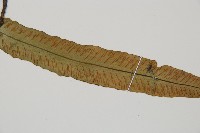 單葉雙蓋蕨藏品圖，第4張