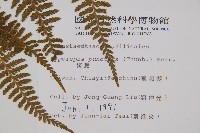 姬蕨藏品圖，第2張