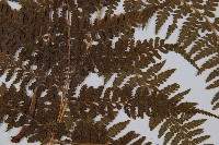 姬蕨藏品圖，第3張