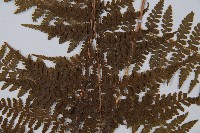 姬蕨藏品圖，第4張